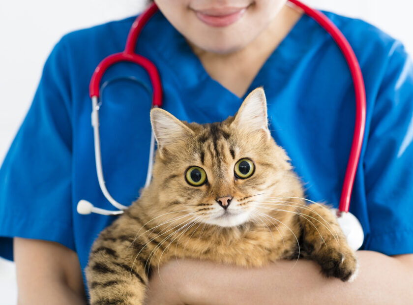 female doctor veterinarian holding cute cat on hands