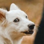 Calmants homéopathiques pour les chiens