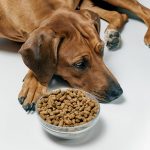 Nourriture pour chien appétit capricieux, la quel choisir ?