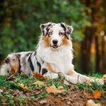 The Australian Shepherd, a perfect dog for athletes
