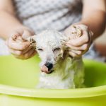 Shampoing pour chien et chat, pour le pelage blanc