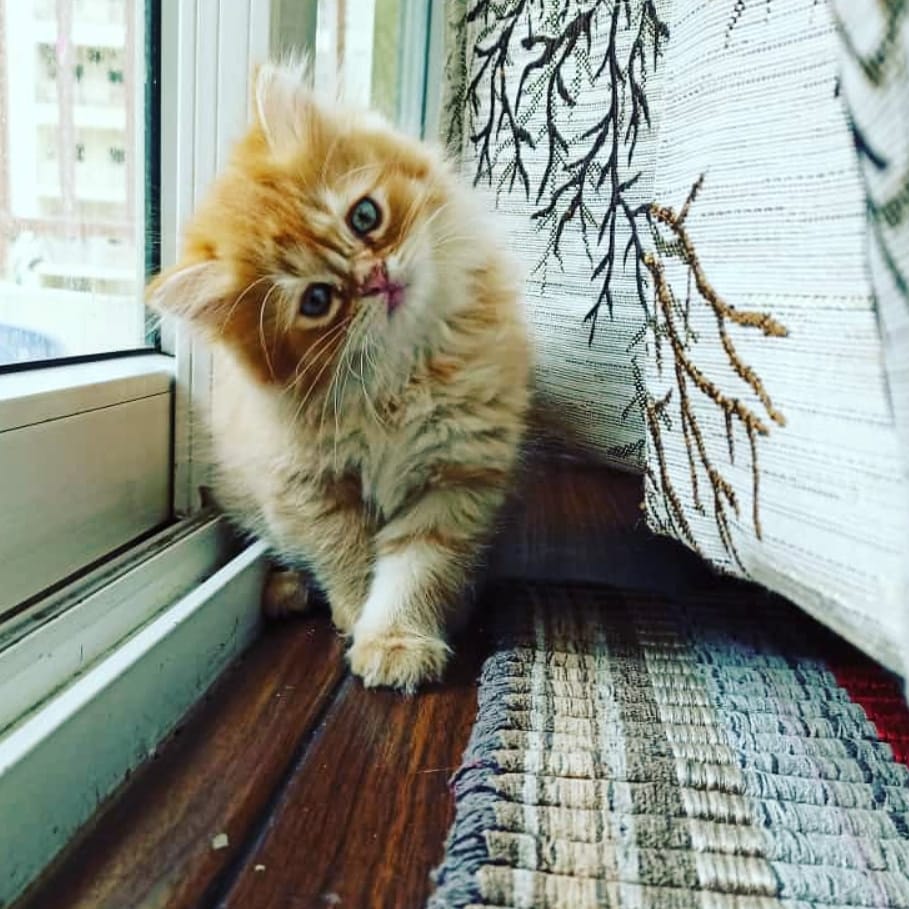Chat Persan Une Races Les Plus Populaires Magazine Gratuit Animaux En Ligne Chat Persan Une Races Les Plus Populaires Magazine Gratuit Animaux En Ligne