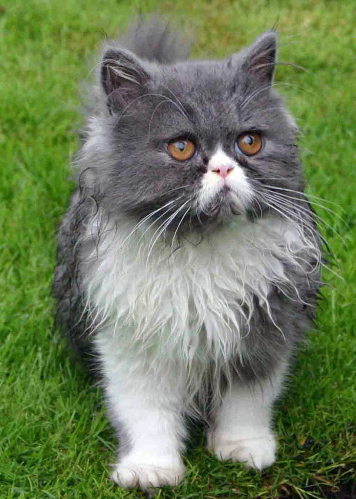 Chat Persan Une Races Les Plus Populaires Magazine Gratuit Animaux En Ligne
