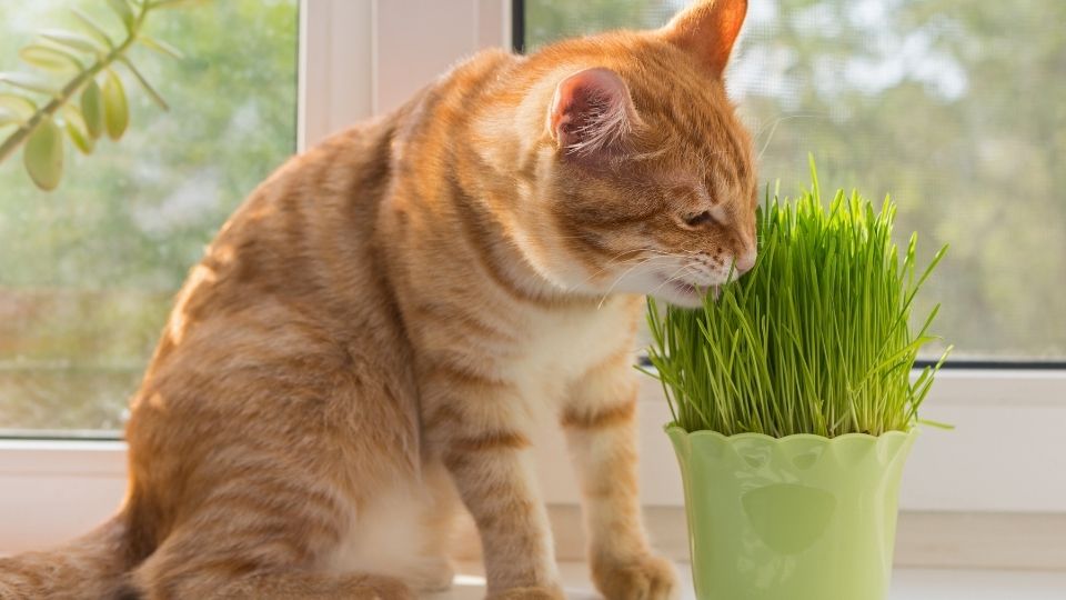 herbe à chat