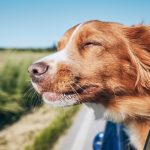 The guide to traveling with your dog by car