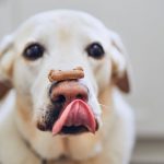 How to choose the perfect dog cookie?