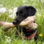 The 7 Benefits of Bones for Dogs
