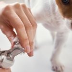 The ultimate guide to choose the ideal dog or cat nail clipper