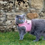 How to Choose the Best Cat Harness