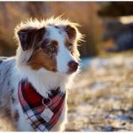 Comment choisir le foulard parfait pour votre chien?
