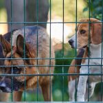 Le guide des enclos et clôtures pour chiens : Comment choisir la bonne pour votre chien ?
