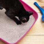 Comment choisir le bac à litière idéal pour votre chat