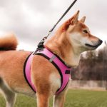 How to choose the best dog harness?