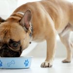 Learn more about dog bowls