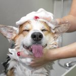 Everything you need to know about Dog Shampoo