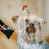 How to choose the best dog grooming dryer?