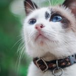 How to choose the ideal cat collar?