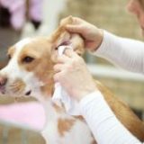 Comment faire le nettoyage d’oreilles d’un chien ou d’un chat