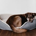 Comment choisir le bon lit pour chien en 3 étapes ?