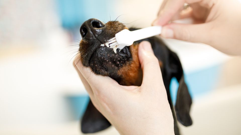 puppy toothbrush
