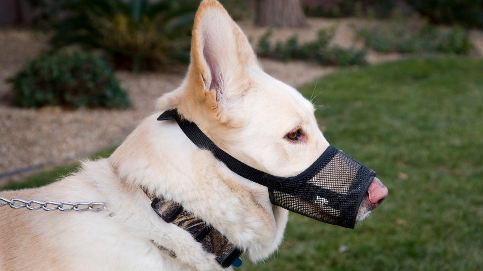 Dog muzzle