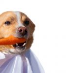 Vegan dog food: the guide
