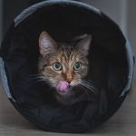 Le meilleur tunnel pour chats : Comment choisir le bon?