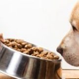Pourquoi choisir de la nourriture Orijen pour chien?
