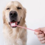 La brosse à dents pour chiens
