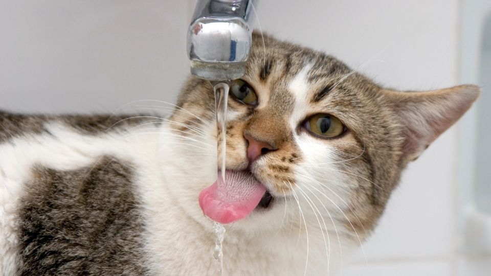 hydrater mon chat