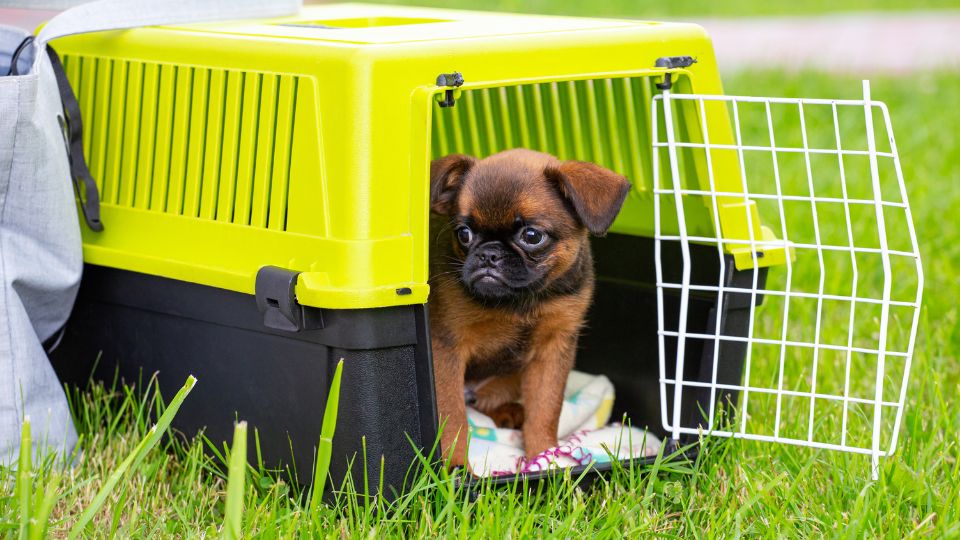 Transport cage for dogs