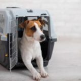 Comment choisir une cage de transport pour chien en 5 étapes?