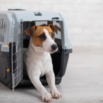 Comment choisir une cage de transport pour chien en 5 étapes?