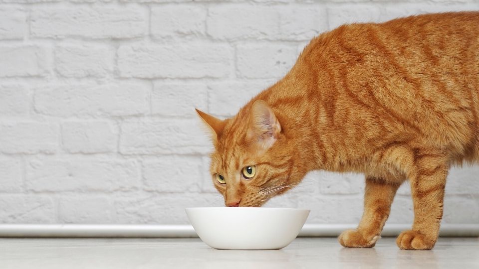 probiotique pour chaton