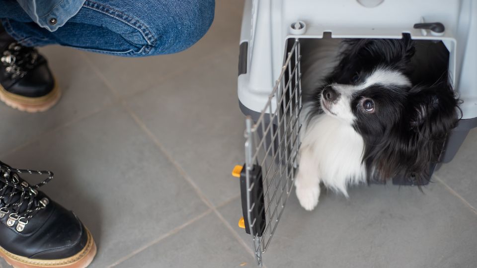 Transport cage for dogs