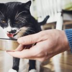Choosing the Right Urinary Health Cat Food