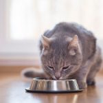 What are probiotics for cats for?