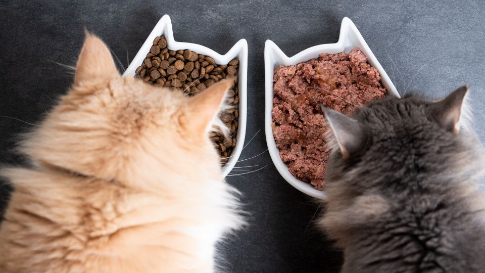 nourriture en conserve pour chat