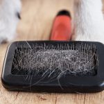 5 things to consider before choosing a carding brush for your dog