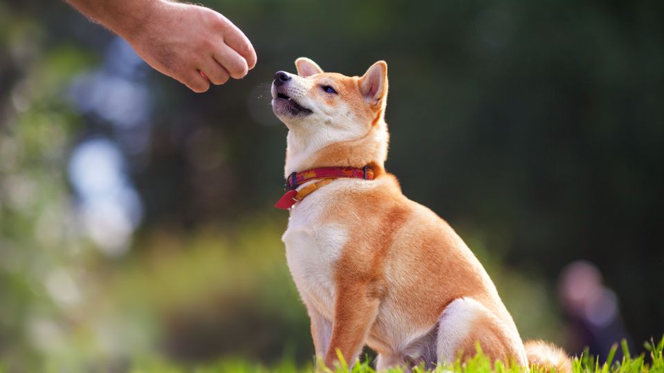 dog training pouch