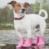 The importance of dog boots, summer and winter