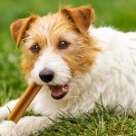 Dental Care Dog Food: 8 Benefits