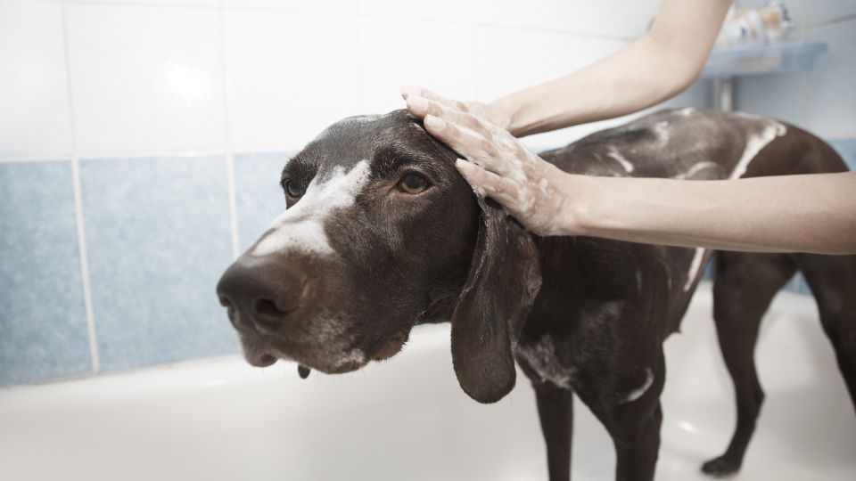 wash your dog