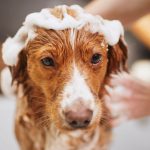 Comment bien laver son chien dans le bain?