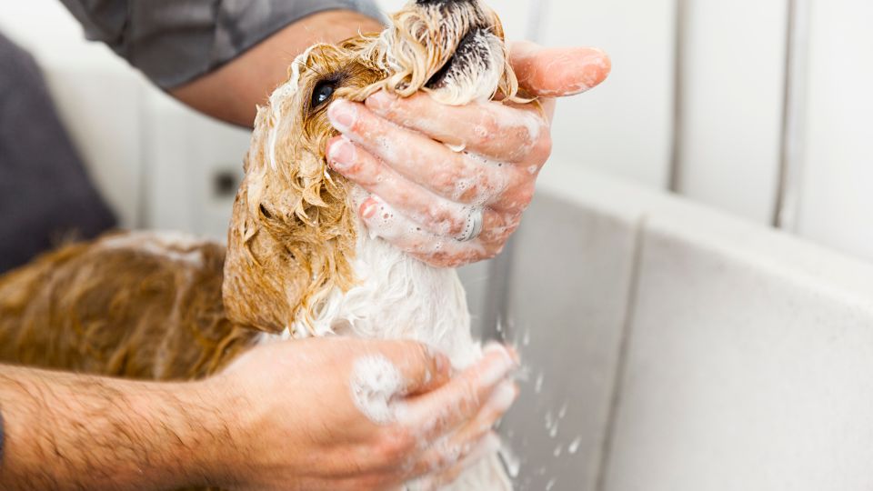 Laver son chien