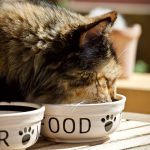 Cat food: canned vs dry food