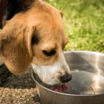 Oral hygiene additive: control dog bad breath
