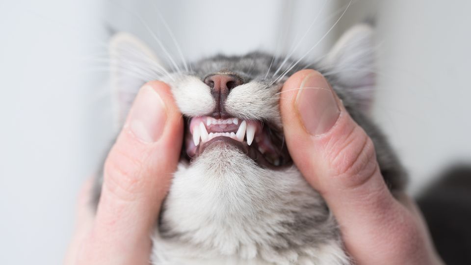 nourriture dentaire pour chat