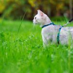 How to choose a good cat leash?