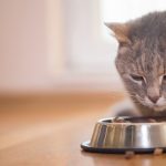4 avantages de la nourriture dentaire pour chat
